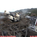 13_15-nest.jpg