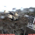 13_20-nest.jpg