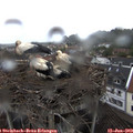 13_25-nest.jpg