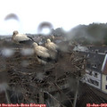 13_30-nest.jpg