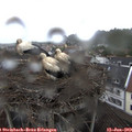 13_35-nest.jpg