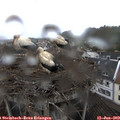13_40-nest.jpg
