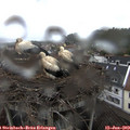 13_45-nest.jpg