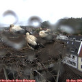 13_50-nest.jpg