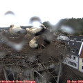 13_55-nest.jpg