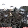 14_00-nest.jpg