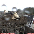 14_05-nest.jpg