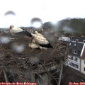 14_10-nest.jpg