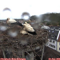 14_15-nest.jpg