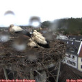 14_20-nest.jpg