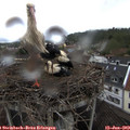 14_25-nest.jpg