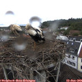 14_30-nest.jpg
