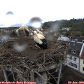 14_35-nest.jpg