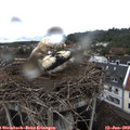 14_40-nest.jpg