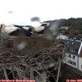 14_45-nest.jpg