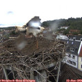 14_50-nest.jpg