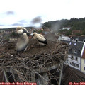 14_55-nest.jpg