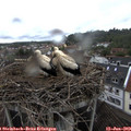 15_00-nest.jpg