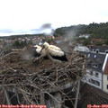 15_05-nest.jpg