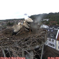 15_10-nest.jpg