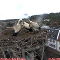 15_15-nest.jpg