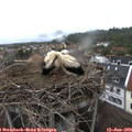 15_20-nest.jpg