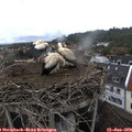 15_25-nest.jpg