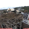 15_30-nest.jpg