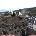 15_35-nest.jpg