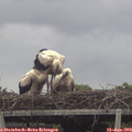 15_40-mast.jpg