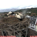 15_40-nest.jpg