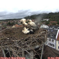 15_45-nest.jpg