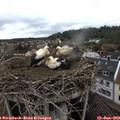 15_50-nest.jpg