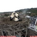 15_55-nest.jpg