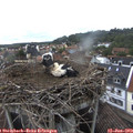 16_00-nest.jpg