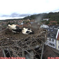 16_05-nest.jpg