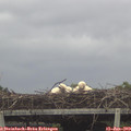 16_15-mast.jpg