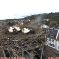 16_15-nest.jpg