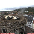 16_20-nest.jpg