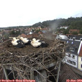 16_25-nest.jpg
