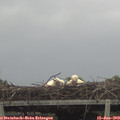 16_30-mast.jpg
