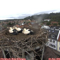 16_30-nest.jpg