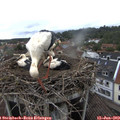 16_35-nest.jpg