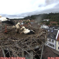 16_40-nest.jpg