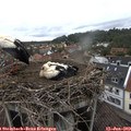 16_45-nest.jpg