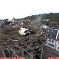 16_50-nest.jpg
