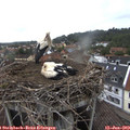 16_55-nest.jpg