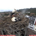 17_00-nest.jpg