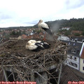 17_05-nest.jpg
