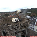 17_10-nest.jpg